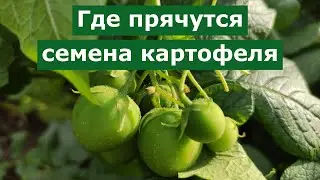 Не пропустите момент! Срочно соберите эти зеленые шарики
