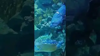 BEST PLACES TO VISIT IN MALAYSIA #aquarium #travel