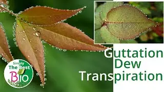 What is Guttation and how is it different from Transpiration and Dew? By Simply The Best BIO