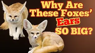 How Its ENORMOUS Ears Help The Fennec Fox Survive