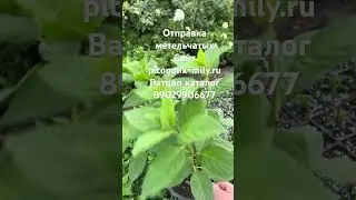 Метельчатая гортензия в р9