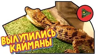 ВЫЛУПИЛИСЬ КРОКОДИЛОВЫЕ КАЙМАНЫ! Целая толпа маленьких крокодилов!
