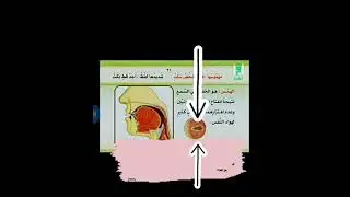 صفة الهمس. Сыфатульхамс. Хамс. Махмус. المهموس. Sifatul hams. Hams. Mahmus. Глухость. Свойство.