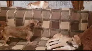 БАКС И БОББИ. БАКС В ПОИСКЕ ДОМА!