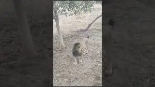 દેવરાજ સિંહ ગીર અભયારણ્ય #gir #ગીર #aisan #gujarat #devaliya #ગીરસોમનાથ #devraj #દેવરાજ #સાવજ #સિંહ