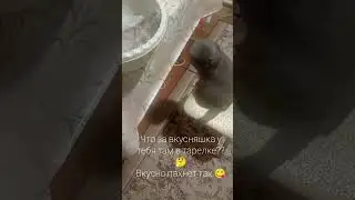 кот просит рыбку 