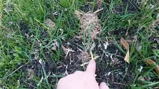 How well do worm castings work in a yard?