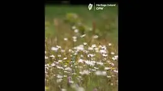 OPW Biodiversity week 2024 Meadow