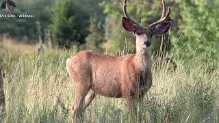 Jelene bielochvosté v Kananaskis White   tailed deer in Kananaskis