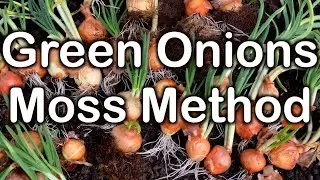 Effortless Green Onions at Home: A No-Mess, No-Fuss Moss Method!