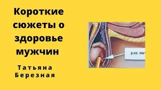 Созревание сперматозоидов. Перекрут яичка. Рак яичка. учащенное мочеиспускание