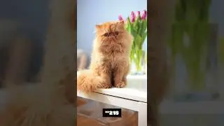 Кот мстит мне