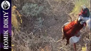 Открытие охоты на фазана. (Октябрь 2016г)