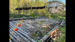 Что я нашла пока искала самый красивый и полезный гриб!?