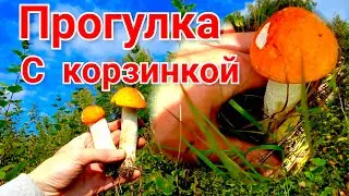 Грибочки в лесу.Вышел в лес с корзинкой.Грибы Подмосковья 2021