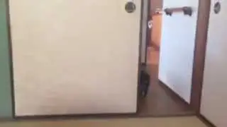 Cat plays fetch like a dog
