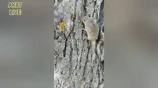 Как не стать игрушкой в чужих рук... лапах!!! :)
