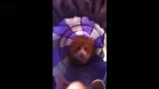Если ты засмеешься то ты псих
