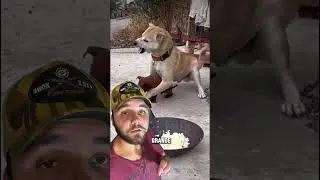 COMO EDUCAR UM FILHOTE MUITO DOMINANTE