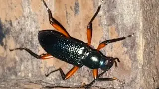 Red-legged Darkling Beetle