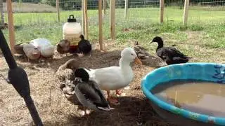 Ducks, chickens, and pigeons! #3