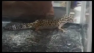 lizard