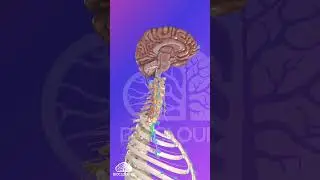 BioCloud 3D will take your custom content and build interactive 3D models and animations!