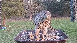 Hawk Lands on Bird Feeder, Announces His Arrival 📢  