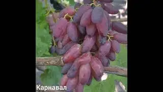 Купидон , Торнадо ...