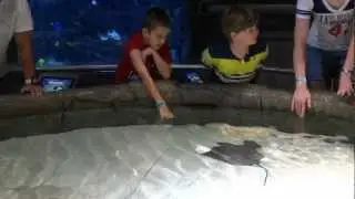 2012 Houston's Stingray Exhibit at the Downtown Aquarium