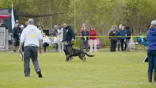 Chiko IGP3 Obedience 2025 Ontario Regional - 97 points