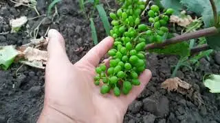 Огляд виноградника частина 2