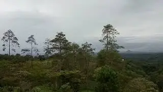 Video Background Bunga, Taman  & Pemandangan Alam || Free Footage Video || No Copyright ||
