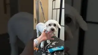 Easy face grooming | Maltese dog
