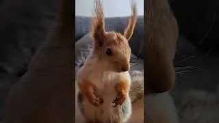 Умный Белка Чип😎 
