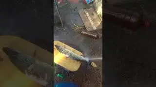 Чистка щуки мойкой высокого давления!