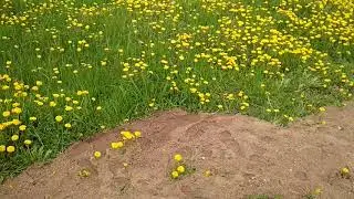 Цветет одуванчик