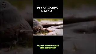 DEV ANAKONDA EFSANESİ #gizemlervebilinmeyenler #youtuber #youtube #youtubeshort #tarih #film