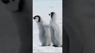 The Morning Stretch Penguins Love