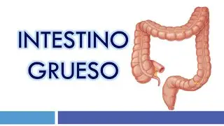 HISTOLOGÍA del INTESTINO GRUESO
