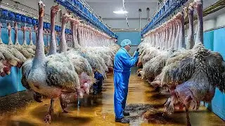 How The Chinese Make $10 Million a Year from Ostrich Farming - Ostrich Eggs Harvesting Technology