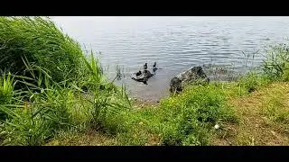 Уточки :: Ducks