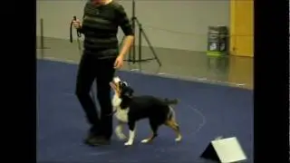 Lovisa & Fendi, Rallylydnad Nybörjarklass, MyDog 2012