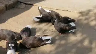 Мелитопольские голуби. Ответ на 