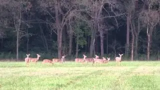 deer
