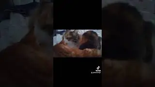 Cute Calico and Marble Cats