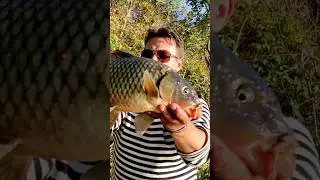 Лов коропа і ляща на річці Дністер #fishing  #carp #carpfishing