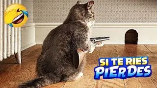 Gatos vs Perros: Graciosos con Golpes, Sustos, Bloopers y muchas Risas 🤣 | SI TE RIES PIERDES