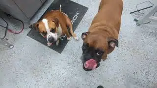 Meet The Management - Diesel & Clutch