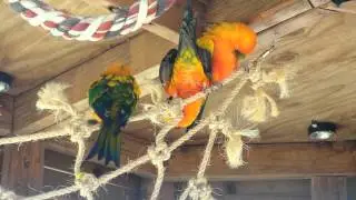 Group preening